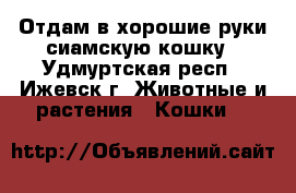 Отдам в хорошие руки сиамскую кошку - Удмуртская респ., Ижевск г. Животные и растения » Кошки   